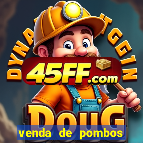 venda de pombos correios olx
